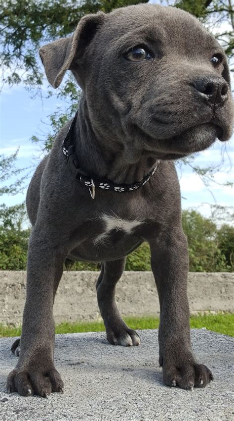 Here at scariff dog kennels we specialise in blue and black staffordshire bull terriers. . Blue staffordshire bull terrier for sale ireland